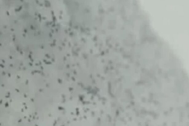 ce sunt insectele negre aparute pe ger in zapada misterul puricilor din cluj dezlegat de specialisti 696a6baac0717