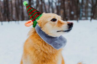 cum sa ti protejezi cainele de ger ce trebuie sa stii daca ai un astfel de animal de companie 6966296cce634