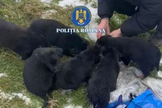 dosar penal pentru o femeie din slatina care a abandonat sase catei in ger 6971ffe26d1b7