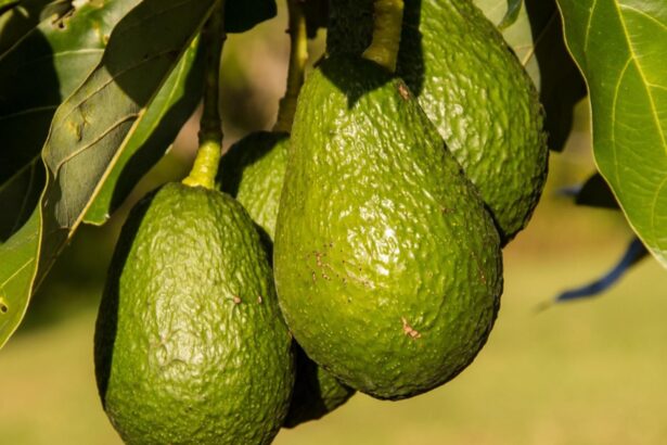 fructul care iti protejeaza inima cardiologii spun ca ajuta la reducerea colesterolului si mentinerea tensiunii arteriale 696f2694b7d71