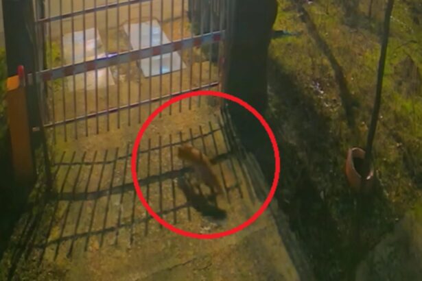 imagini inedite din inima capitalei trei vulpi vizitatori nocturni la muzeul antipa cum explica specialistii situatia video 6959163668102