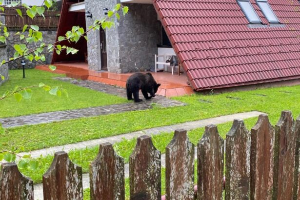 pe ce mai sparge banii rezista de la mediu diana buzoianu da 24 de milioane de lei pe garduri electrice pentru ursi 69726de81c12e