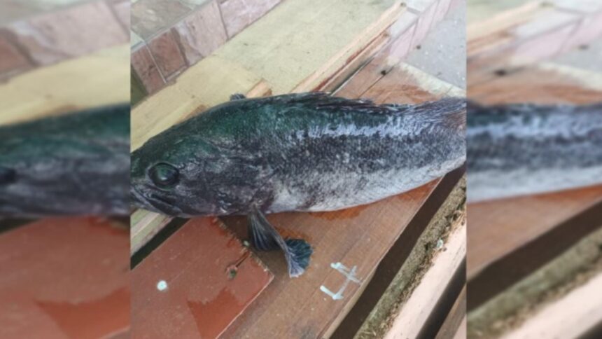 peste misterios prins la malul marii negre specia ar putea proveni din coreea 6971ee74e0fca