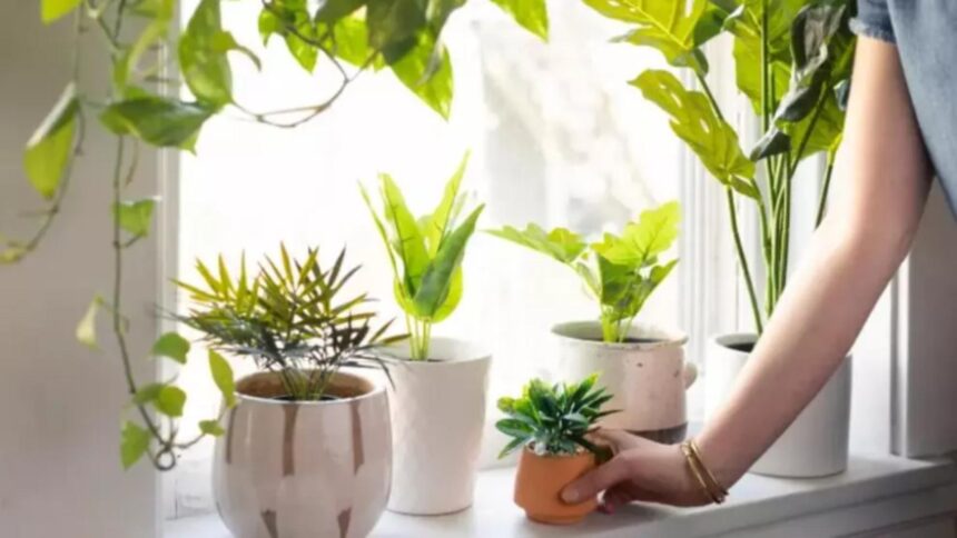 plante care atrag energia pozitiva si aduc prosperitate in casa conform principiilor feng shui 696f4b02ac14a