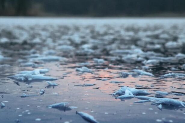 un barbat a cazut sub gheata raului mures in timp ce a incercat sa si salveze cainele a fost salvat la timp de un pompier scafandru 6957fbb4f37dc