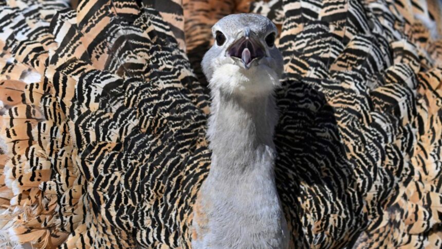 un simbol al naturii romanesti se afla in pragul disparitiei specialistii trag un semnal de alarma 696559eb2faa1