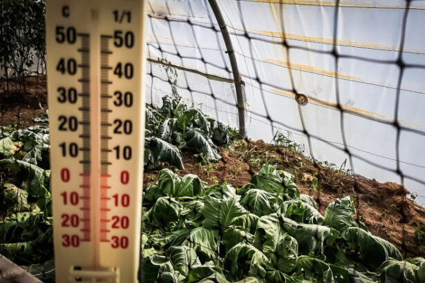 video lovitura primita de agricultori odata cu gerul care s a abatut peste romania costuri duble pentru incalzirea solariilor 69672c4b8d060