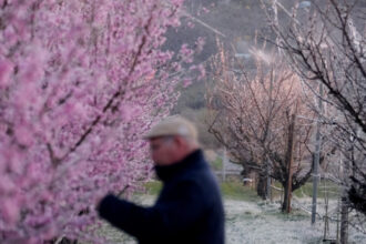 ajutorul de stat pentru livezile afectate de inghetul din 2025 a intrat in vigoare fermierii pot primi pana la 2 000 euro hectar 698b074c3da38