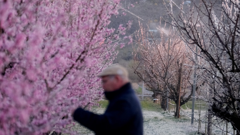 ajutorul de stat pentru livezile afectate de inghetul din 2025 a intrat in vigoare fermierii pot primi pana la 2 000 euro hectar 698b074c3da38