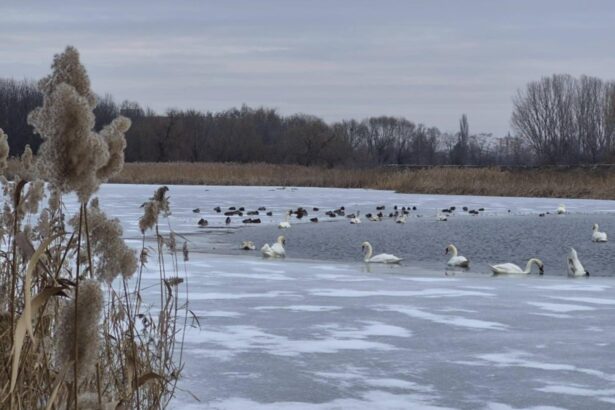 alerta de gripa aviara in judetul vaslui patru lebede au fost gasite moarte pe lacul prodana din barlad 698621c9551be