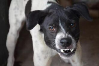 alerta in municipiul iasi caz de rabie la un caine depistat intr un complex de blocuri 698c5d6eb2cfc