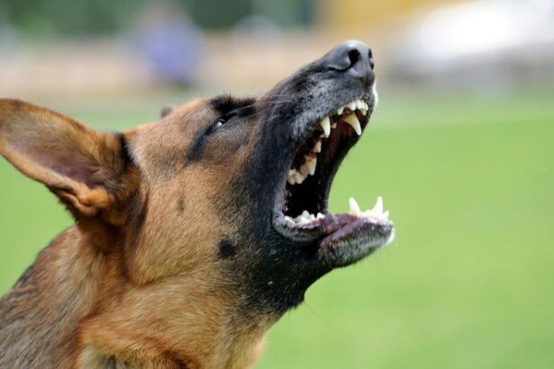 animale ucise la o stana din curtisoara de cainii vecinului proprietarul sanctionat de politisti 699bfe8718717