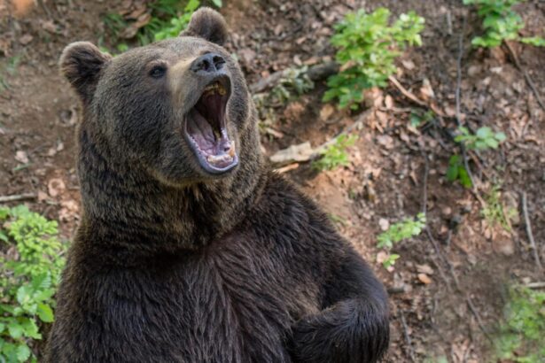 barbat atacat de urs in mures in timp ce se afla la pasunat cu animalele a fost transportat la spital 6993250319e0d