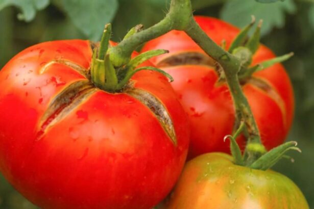 cat vor costa rosiile romanesti in martie pretul soc care ii va face pe romani sa ocoleasca tarabele 699aaa66aad73