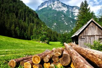 de ce este recomandat sa petreci cat mai mult timp in natura beneficiile nebanuite pentru sanatate 699c48157383b