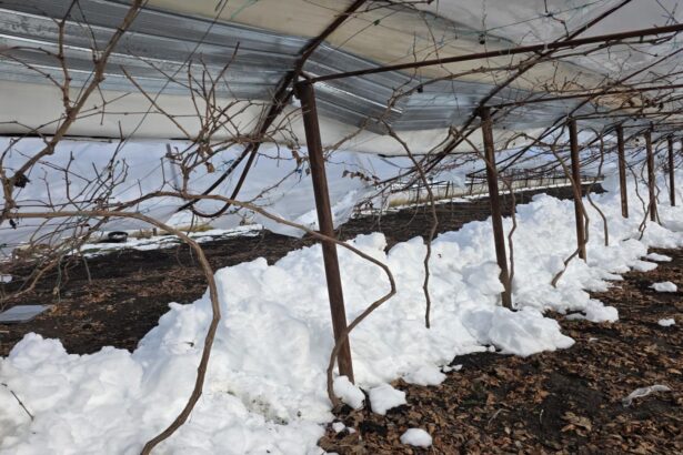 dezastru in agricultura viscolul pune la pamant solariile si lasa legumicultorii in pragul falimentului fotovideo 699a9f109447f