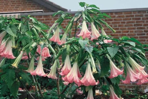 drogul supunerii si obsesia lui epstein ce sunt plantele zombie cu substanta care ar fi sters vointa victimelor 6995ae25e6783