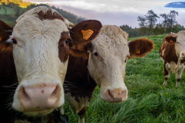 germania introduce gazometrul bovin ministrul mediului vrea sa masoare exact cat gaz produce fiecare animal 698cccba28c66