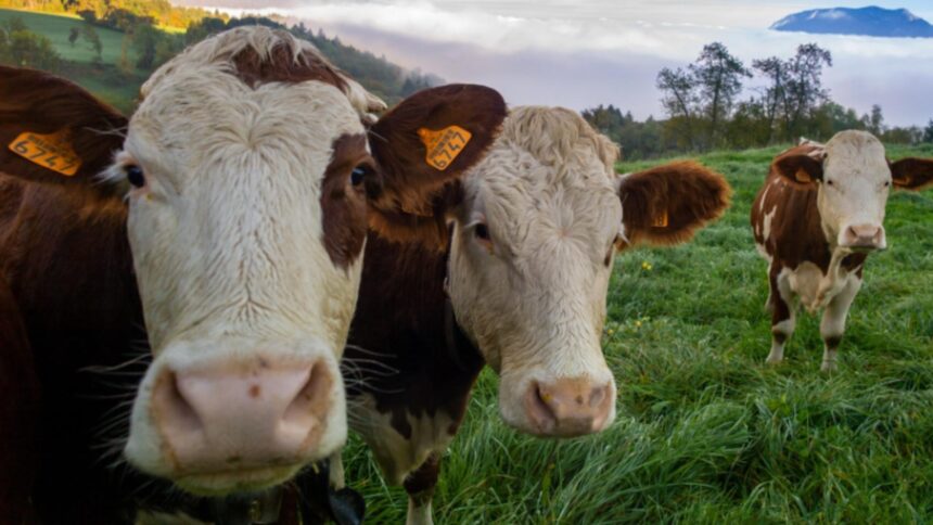 germania introduce gazometrul bovin ministrul mediului vrea sa masoare exact cat gaz produce fiecare animal 698cccba28c66