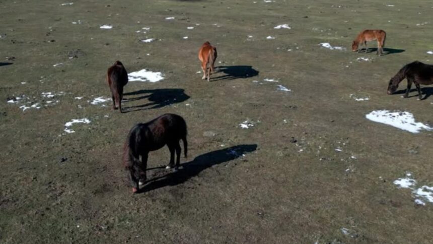 gerul a facut ravagii in delta dunarii zeci de cai salbatici au murit altii sunt grav bolnavi 6986f57dcef15