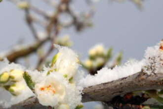 guvernul acorda sprijin financiar de urgenta pomicultorilor afectati de inghetul tarziu din primavara lui 2025 6984acf178802