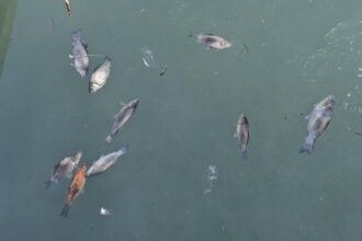 imagini de cosmar la curtea de arges zeci de pesti morti plutesc pe lacul de langa fantana lui manole foto 69902edfc4a70