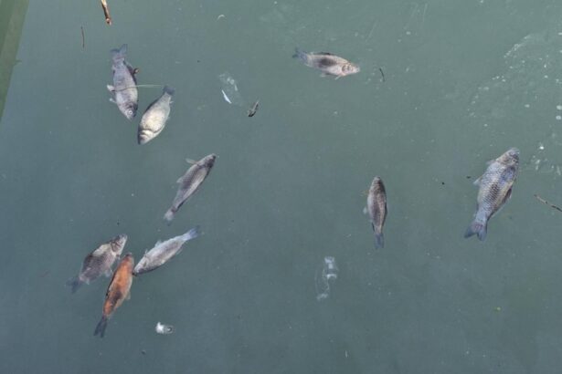 imagini de cosmar la curtea de arges zeci de pesti morti plutesc pe lacul de langa fantana lui manole foto 69902edfc4a70