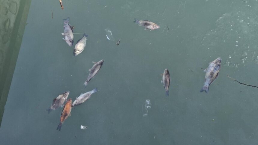 imagini de cosmar la curtea de arges zeci de pesti morti plutesc pe lacul de langa fantana lui manole foto 69902edfc4a70