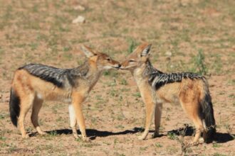 invazie de sacali in dolj si delta dunarii 400 de exemplare vor fi impuscate pentru limitarea pagubelor 69948110258bb