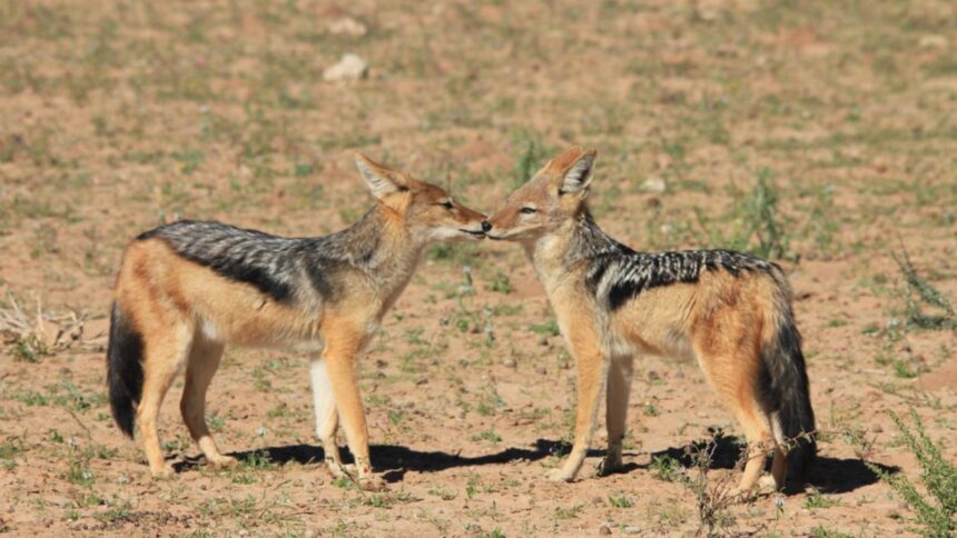 invazie de sacali in dolj si delta dunarii 400 de exemplare vor fi impuscate pentru limitarea pagubelor 69948110258bb