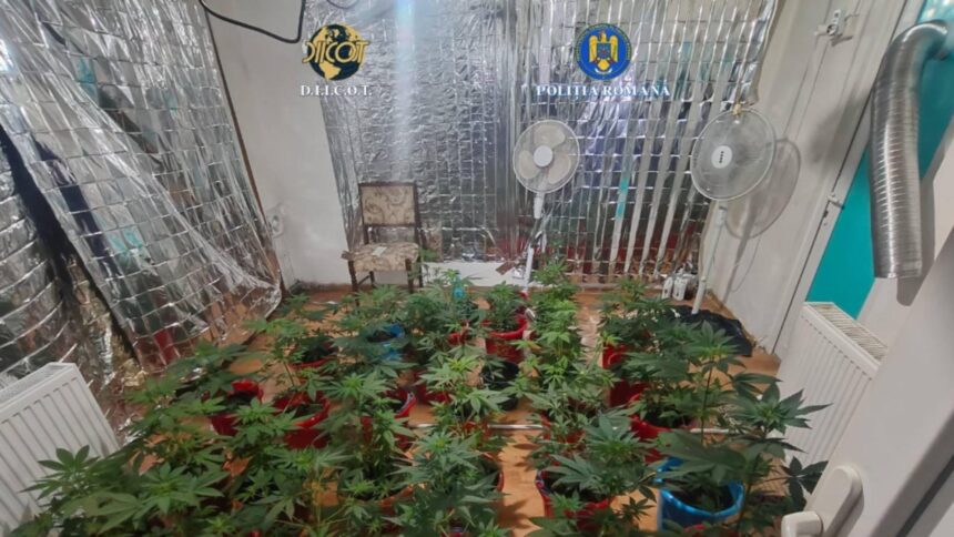 perchezitii antidrog in drobeta turnu severin si breznita ocol plante de canabis si droguri pregatite pentru vanzare ridicate de anchetatori 699dae97c255a