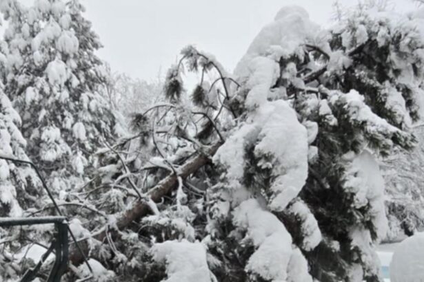 peste 100 de interventii ale pompierilor in bucuresti si ilfov copaci cazuti si zeci de masini avariate 699554017073b