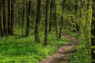 peste 2 500 de hectare de padure din covasna au revenit in proprietatea statului decizia instantei este definitiva 699f47a708a88