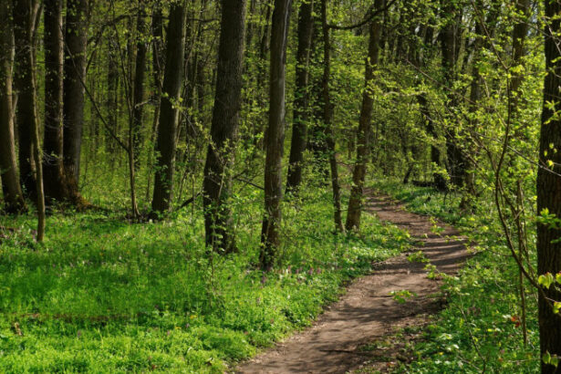 peste 2 500 de hectare de padure din covasna au revenit in proprietatea statului decizia instantei este definitiva 699f47a708a88