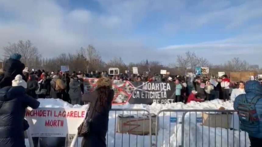 peste 700 de persoane protesteaza in fata parlamentului impotriva eutanasierii in masa a animalelor video 699b2f35e056a