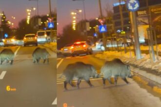 porci mistreti surprinsi pe o sosea aglomerata din baneasa scene neobisnuite in nordul capitalei video 69a147cbe1eb6