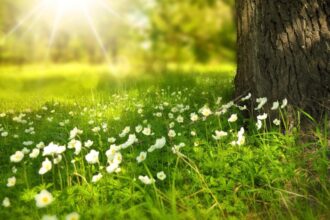 primavara vine mai devreme anm anunta o schimbare radicala de vreme zonele in care vor fi temperaturi de pana la 14 grade 699b1ce983e7e