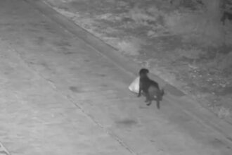 si a dresat cainele sa arunce gunoiul pe camp ca sa nu mai plateasca salubrizarea autoritatile nu s au lasat convinse video 699f478c2a4a3