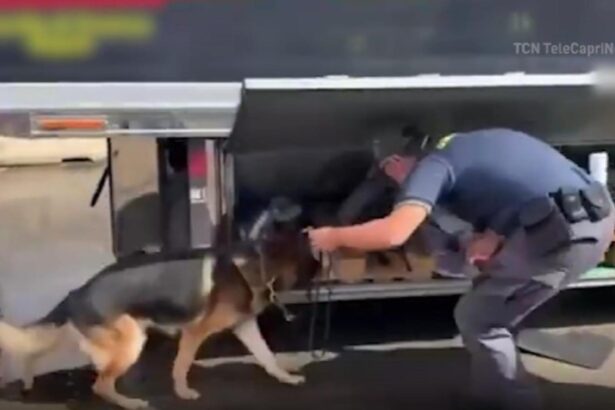 sofer roman prins cu 100 de kilograme de droguri marfa de aproape 3 milioane de euro ascunsa in tir 698c3804ce923