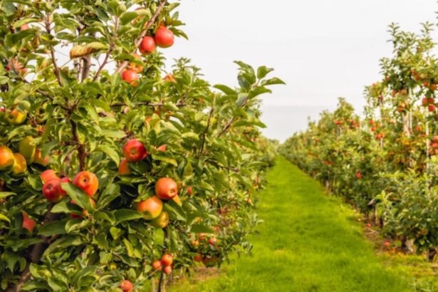 temperatura ideala pentru stropirea pomilor in februarie secretul unei livezi sanatoase fara insecte 698c4d21b58ac