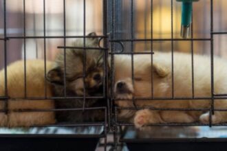 trei persoane sub control judiciar in cazul adapostului de caini din vrancea 699352b9ba60e