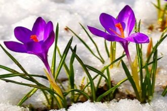 zile insorite si temperaturi in crestere mai ales in sud si estul romaniei cum va fi vremea pana la mijlocul saptamanii 69a00439a225a