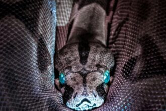 cercetatorii au descoperit fosilele unui sarpe monstruos ar putea fi cel mai mare din istorie cati metri avea reptila 69a945e00f0a5