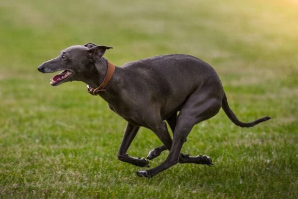 cruzime in olt un adolescent a asmutit mai multi ogari asupra unei pisici si a postat imaginile pe internet 69abf6ef200f9