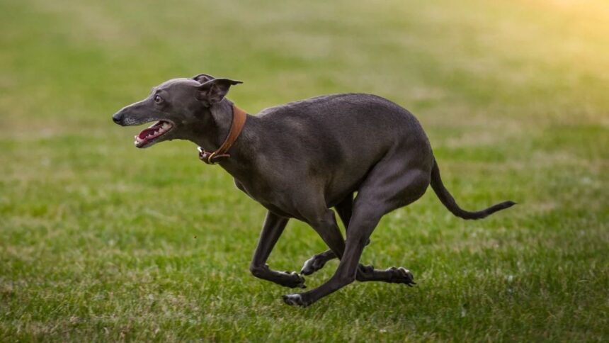 cruzime in olt un adolescent a asmutit mai multi ogari asupra unei pisici si a postat imaginile pe internet 69abf6ef200f9