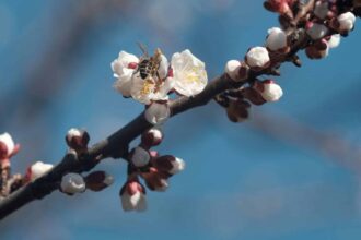 cum va fi vremea in prima luna de primavara prognoza anm 69a69bc514600