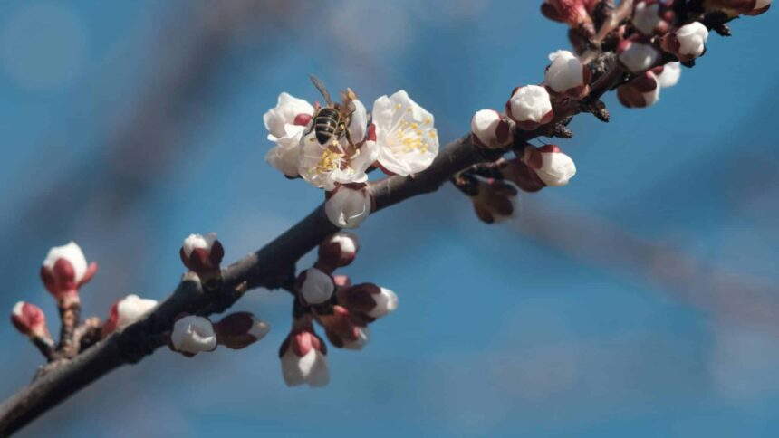 cum va fi vremea in prima luna de primavara prognoza anm 69a69bc514600