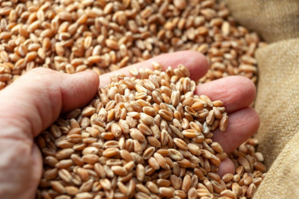 romania va incepe in maximum doua luni sa exporte cereale in china anuntul facut de ministrul agriculturii este oficial 69ba63853c427