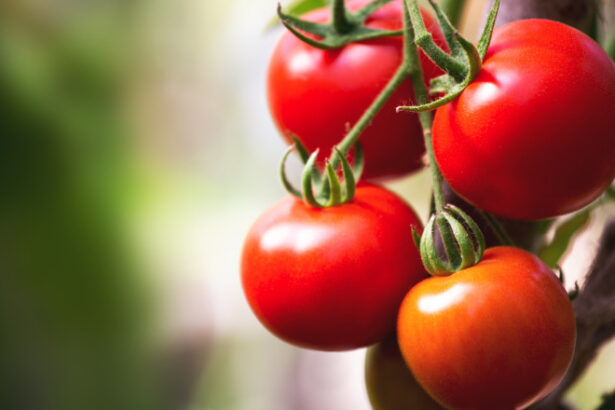 cu cat se vand rosiile romanesti la poarta solariilor producator anul acesta au fost cele mai mari costuri din ultimii ani 69d15298898e4