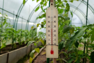 video rasadurile in pericol din cauza diferentelor mari de temperatura de la zi la noapte cum incearca legumicultorii sa salveze productia 69e07bcf5b554